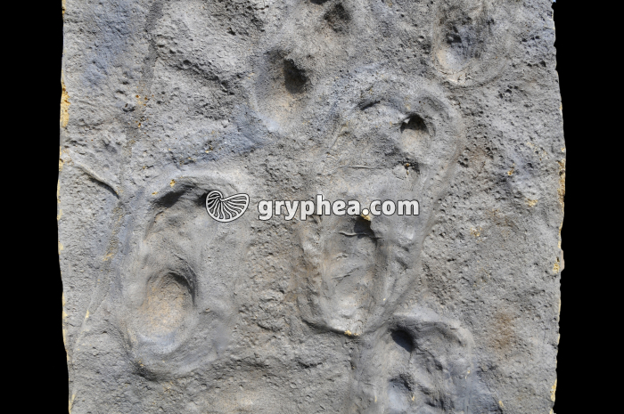 Pas de Laetoli - détail de la piste et des empreintes de pas - gryphea.com